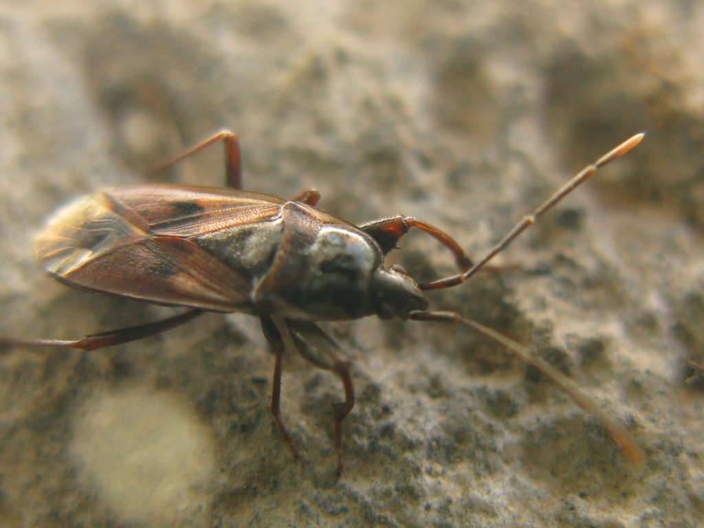 Lygaeidae: Eremocoris fenestratus del Lazio (VT)